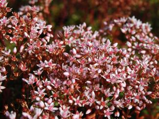 Sedum album 